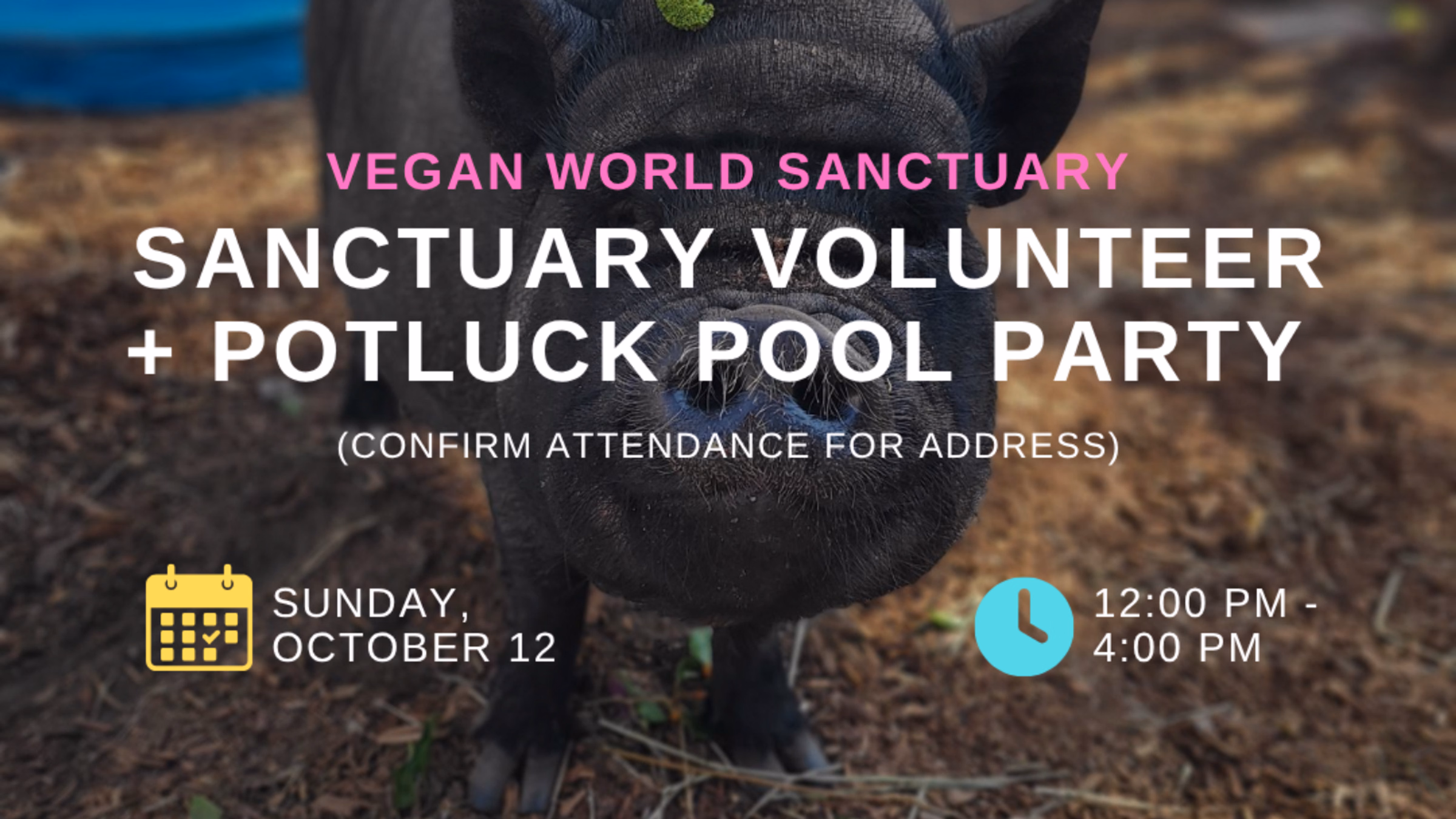 We The Free LA | Sanctuary Volunteer + Potluck Pool Party