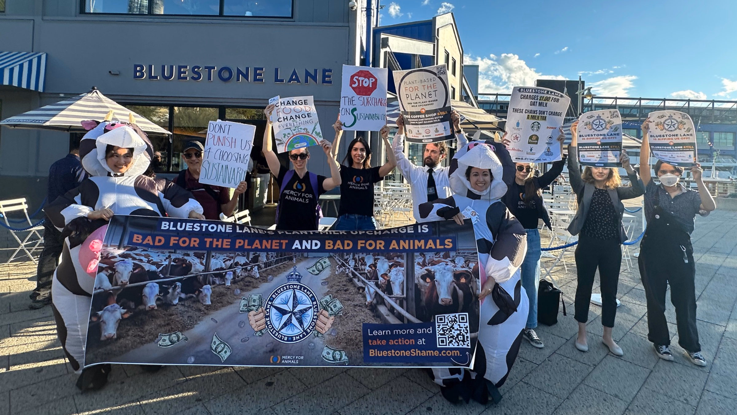 DEMO: Cows Takeover Bluestone Lane NYC!