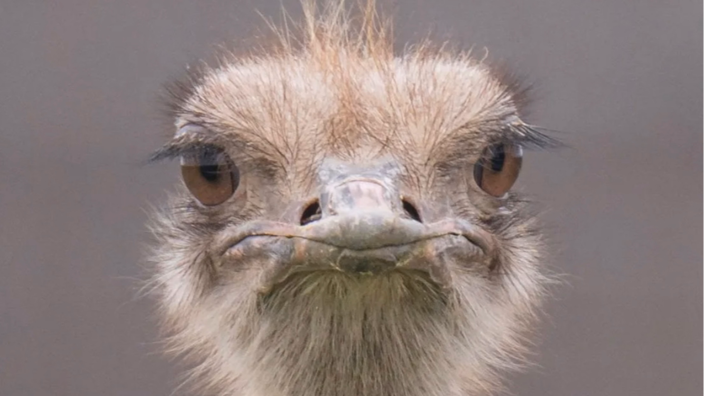 Justice for Ostriches and All Animals!  
