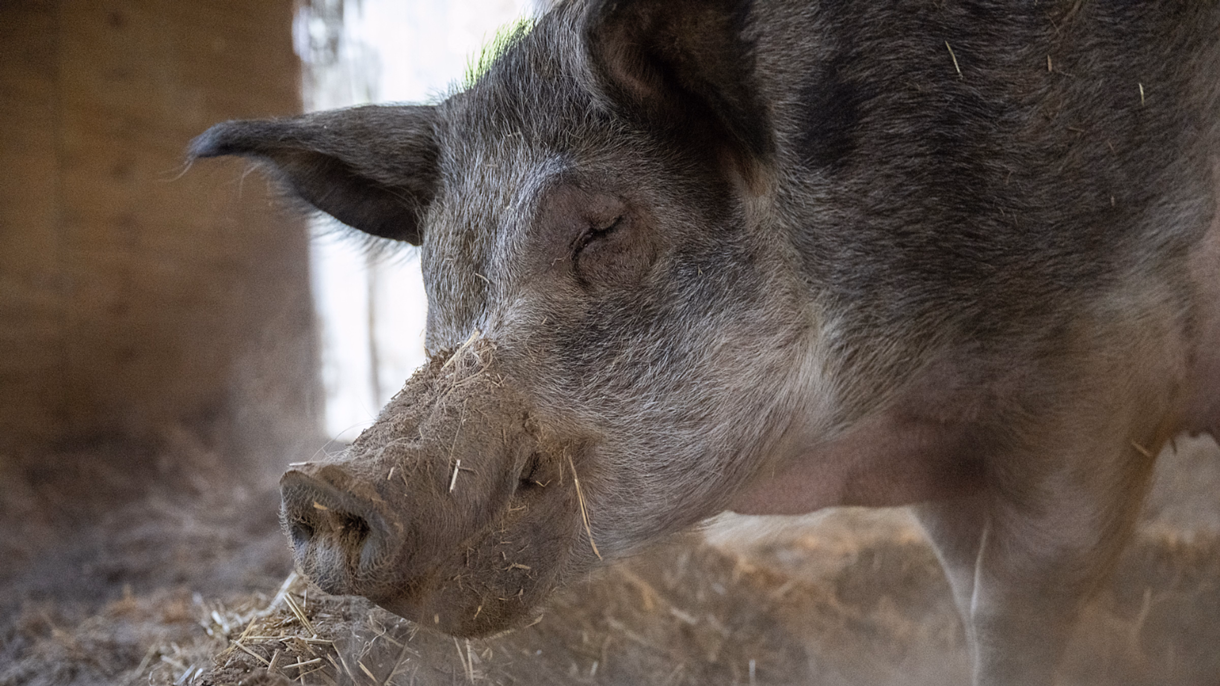 Seattle Animal Rights Entrepreneur Group at Pi Pizzeria
