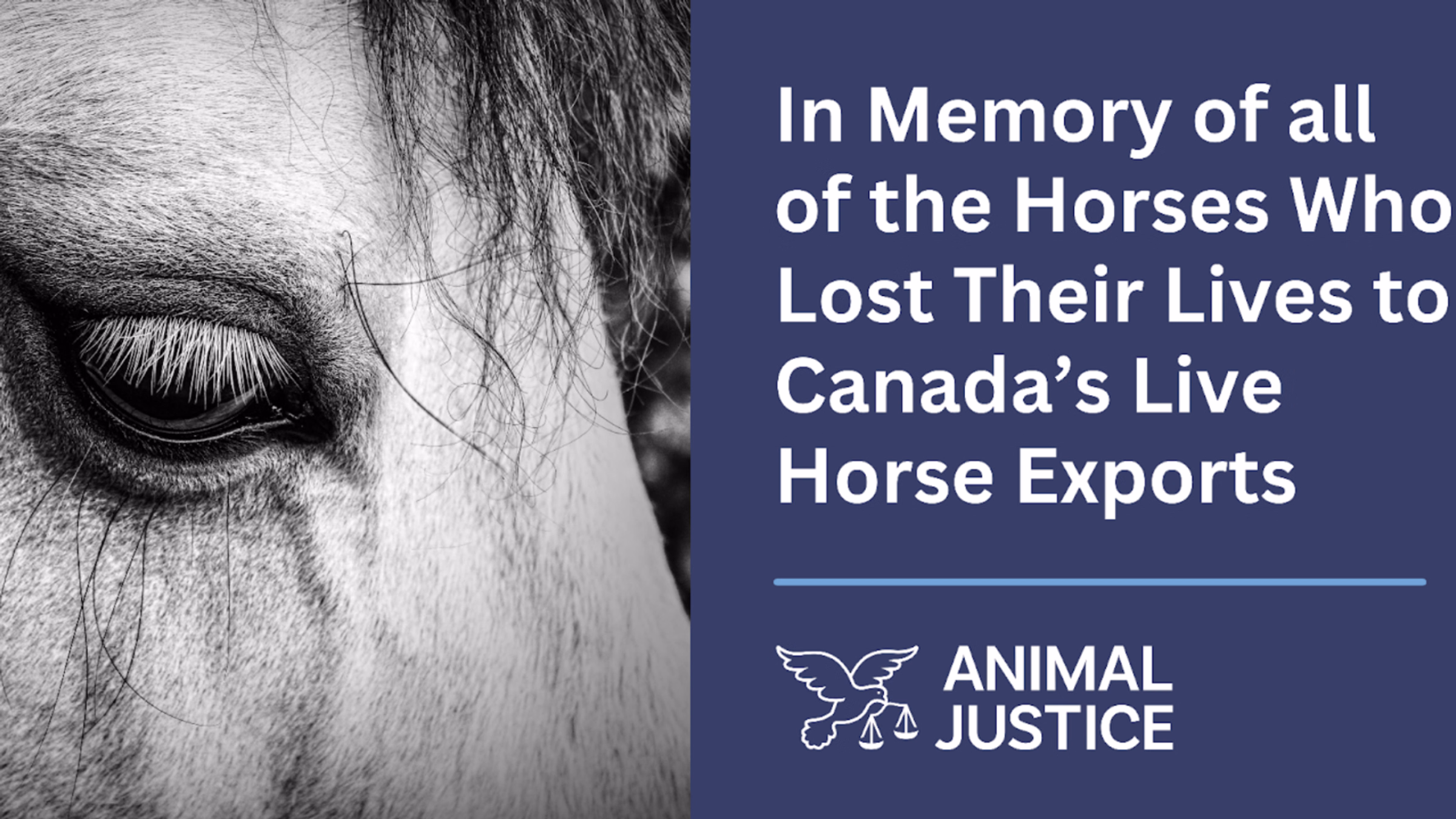 Candlelight Vigil for the Horses Lost to Live Exports