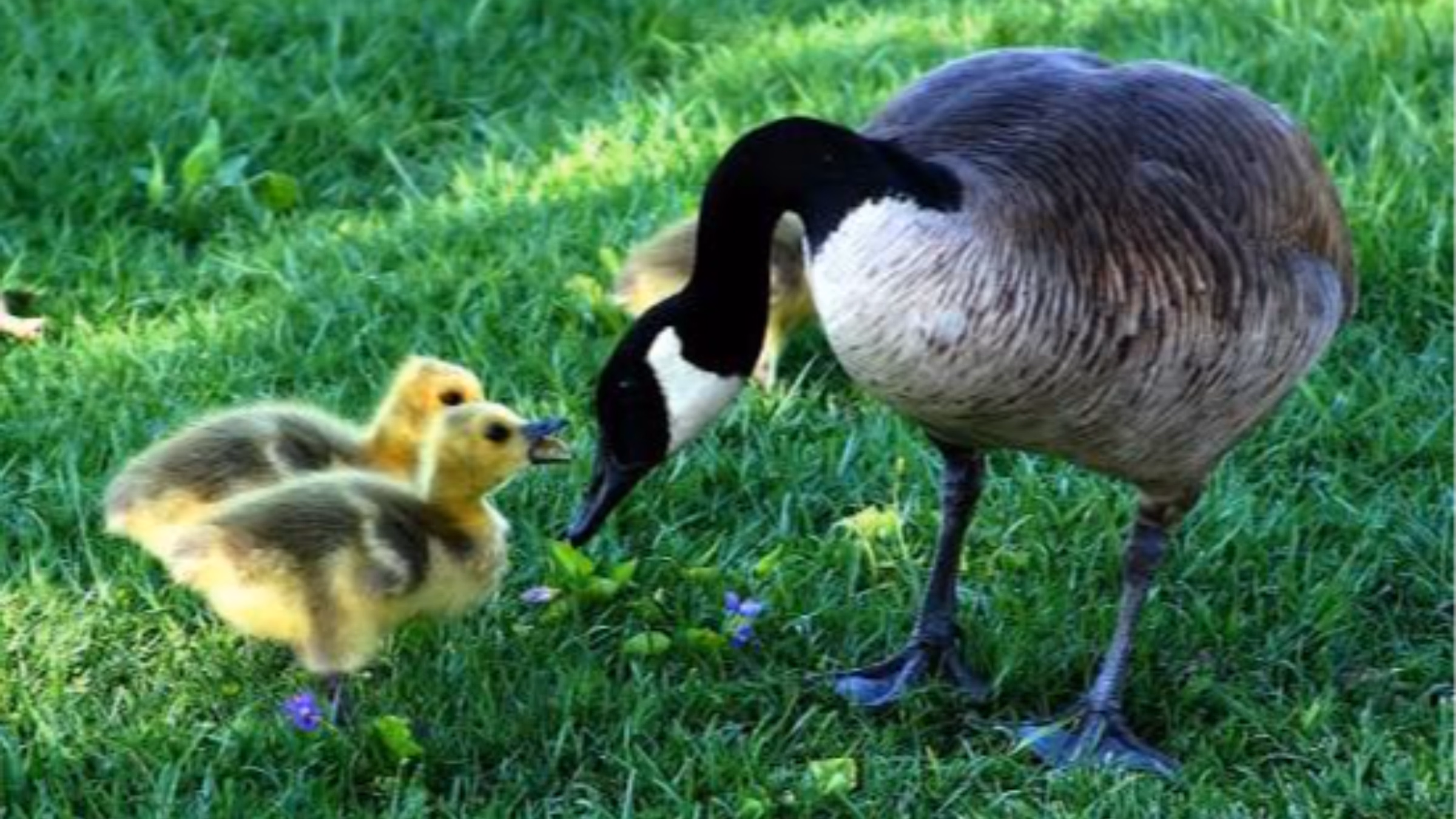 National Goose Protection Coalition