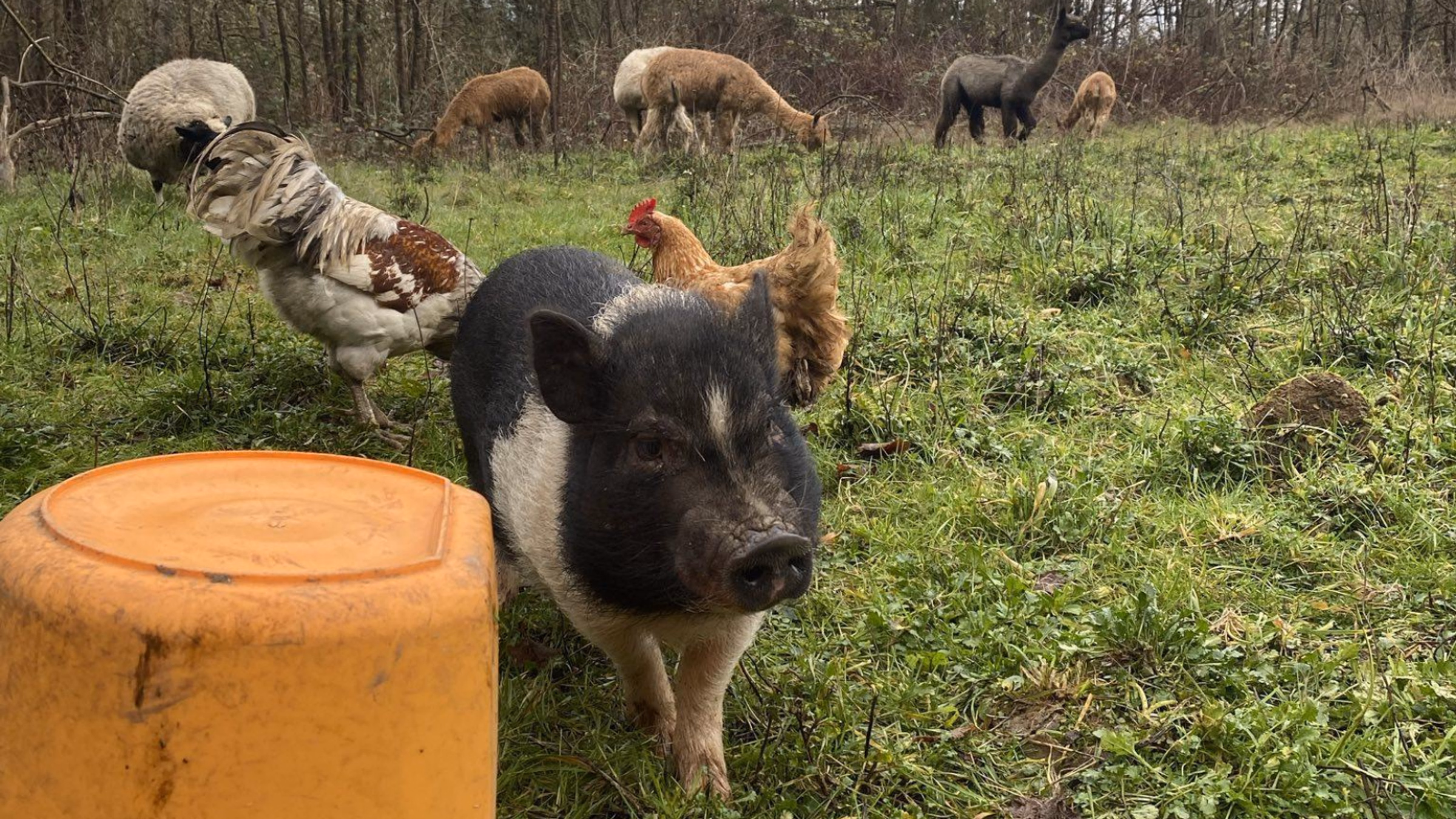 Wildlings Forest Sanctuary Service Day