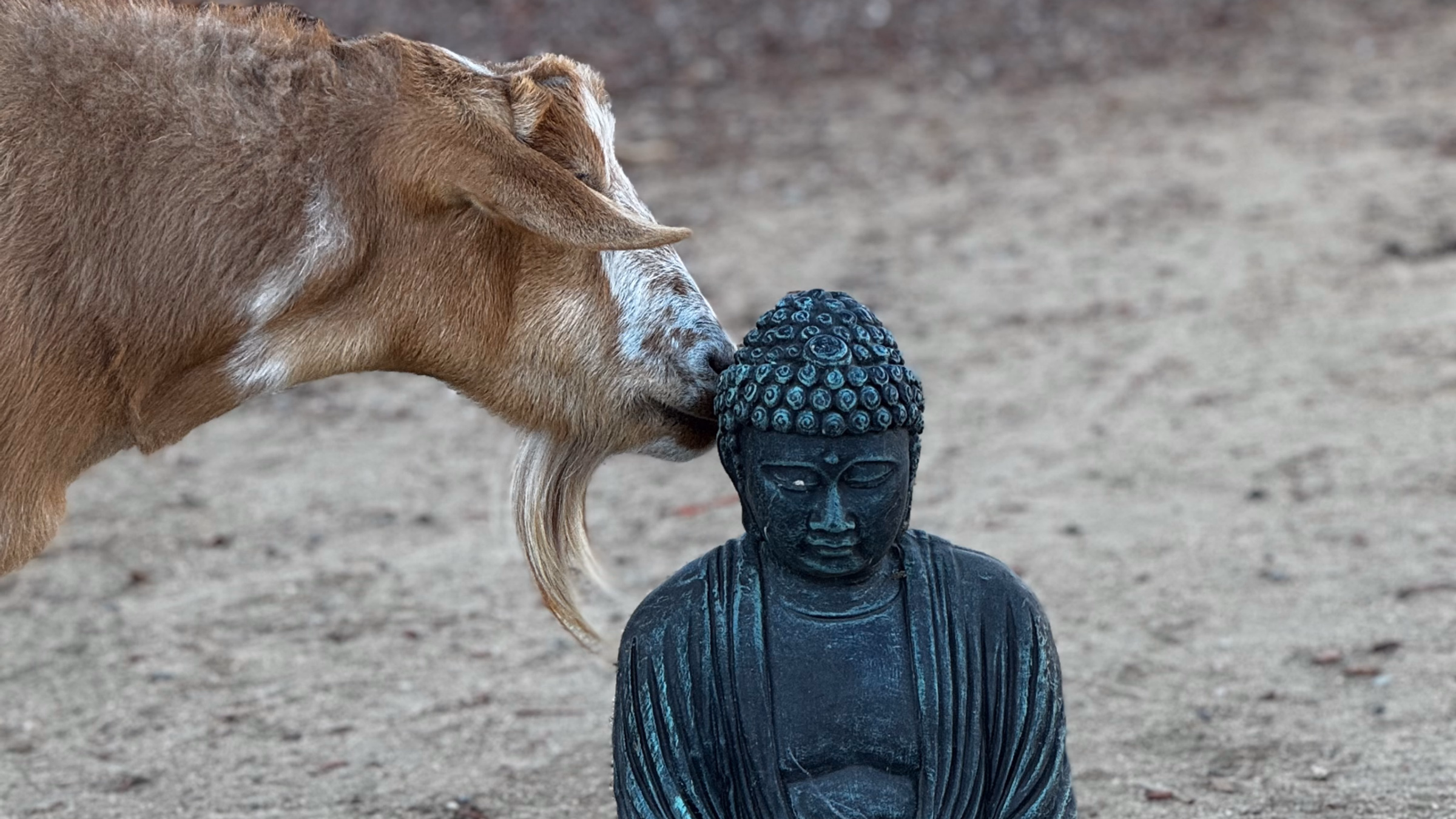 Vegan Meditation Retreat