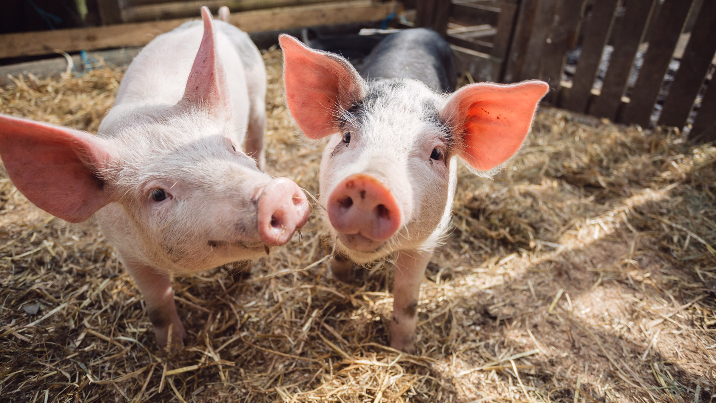 Animal Advocate Meetup