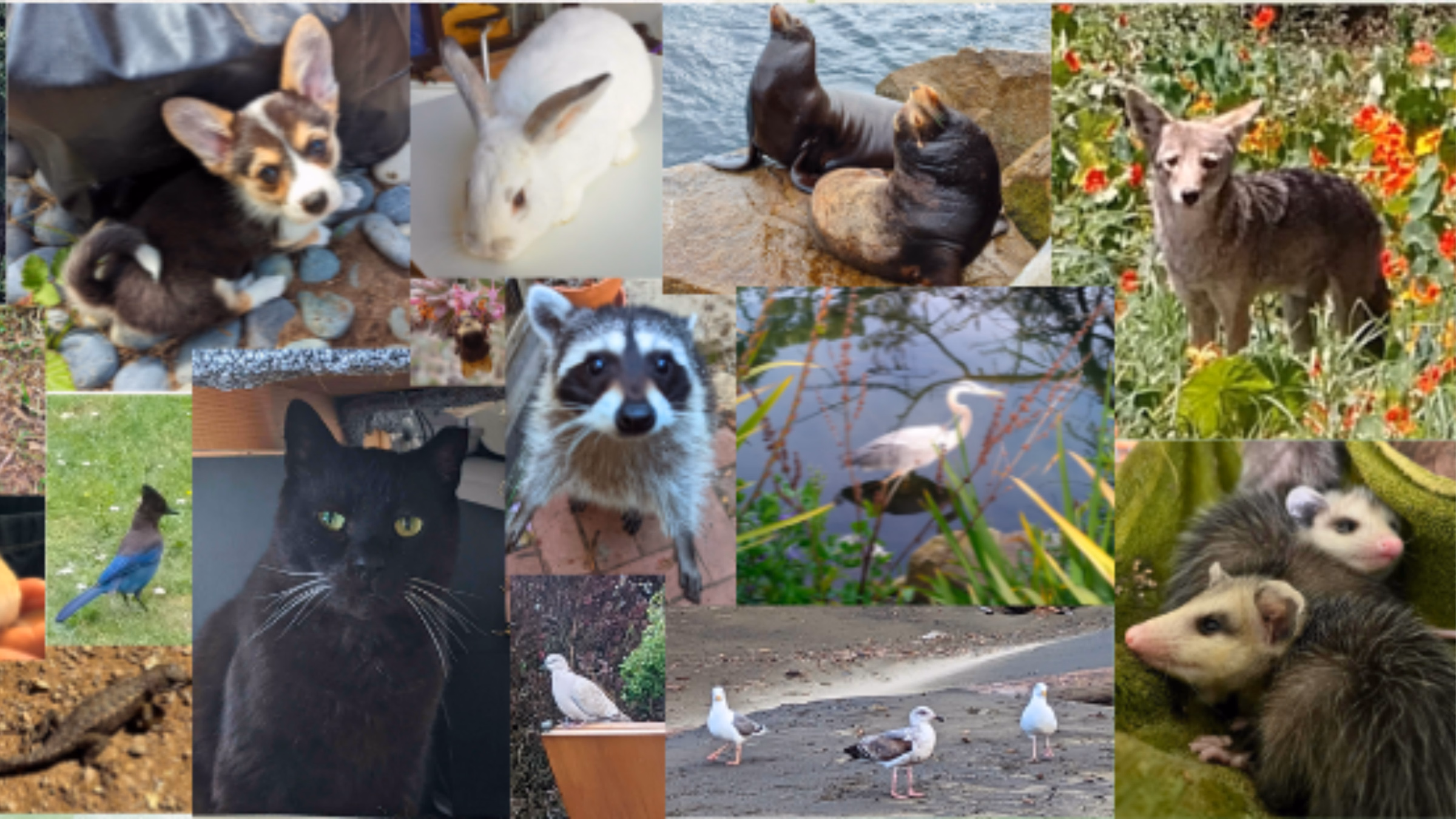San Francisco Animal Commission Meeting