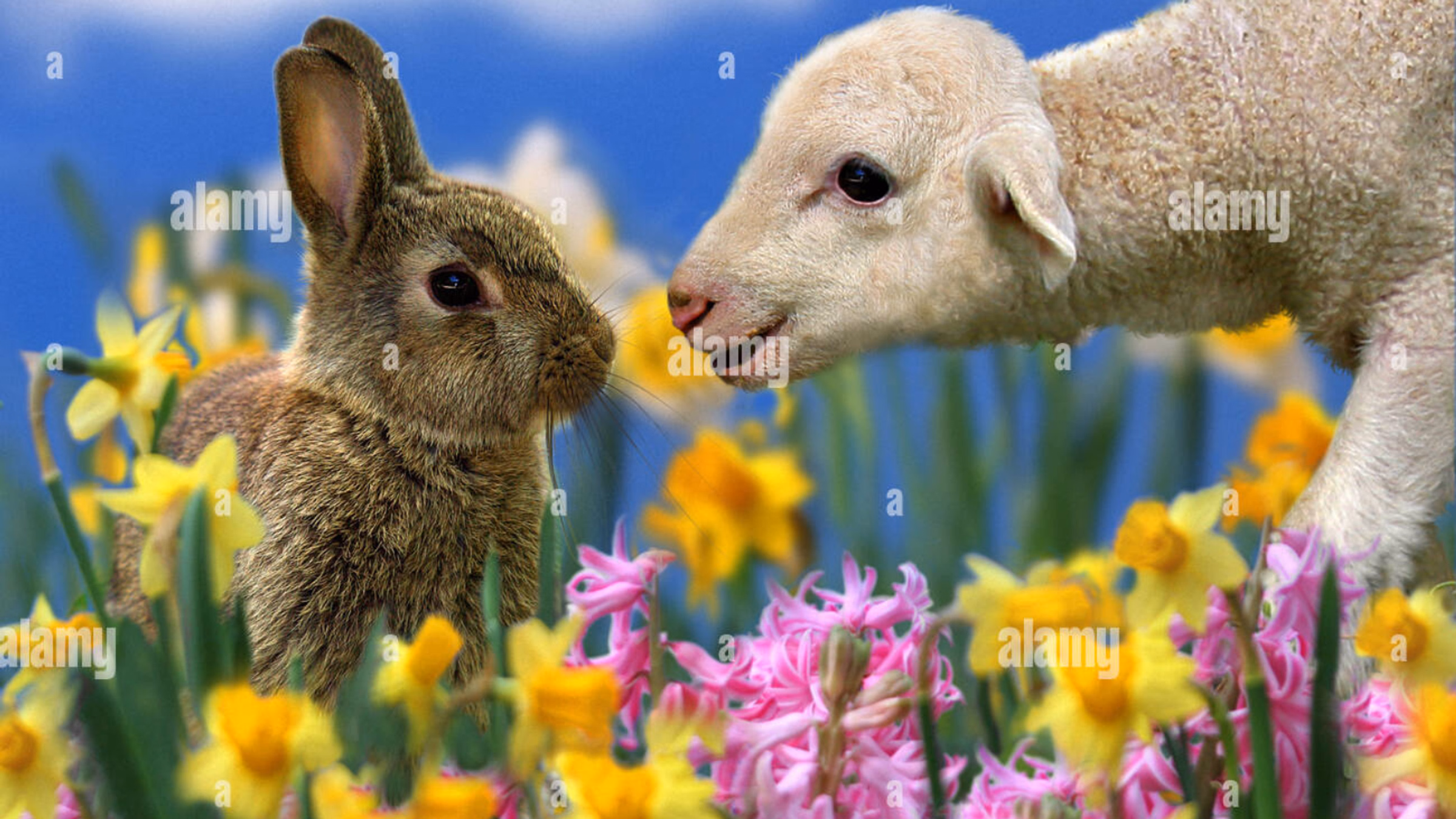 Protest PACE Petting Zoo 