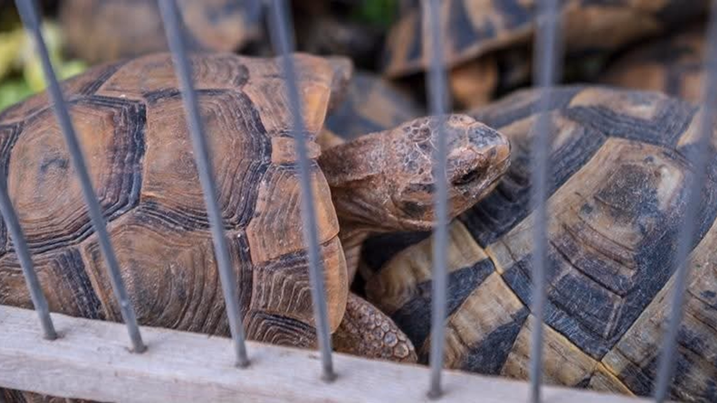 San Diego: Del Mar Reptile Expo Outreach - Stand Up For Animals