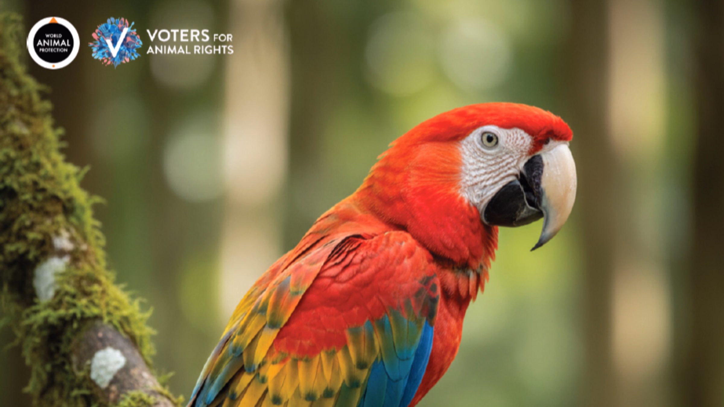 Spring Celebration with Voters For Animal Rights and World Animal Protection
