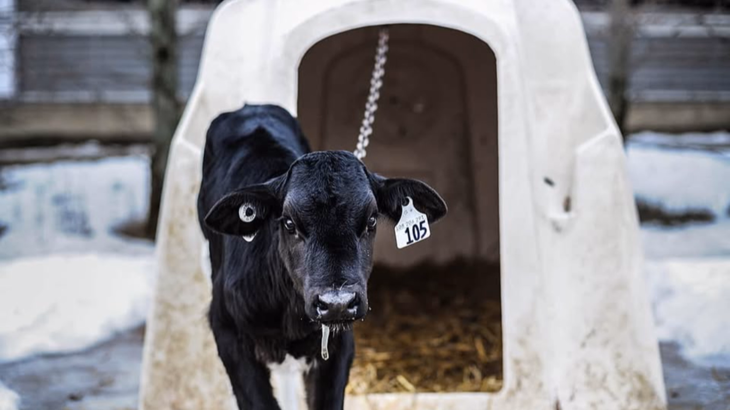 Raise Awareness for Farm Animals - Visit the calves in Hadley