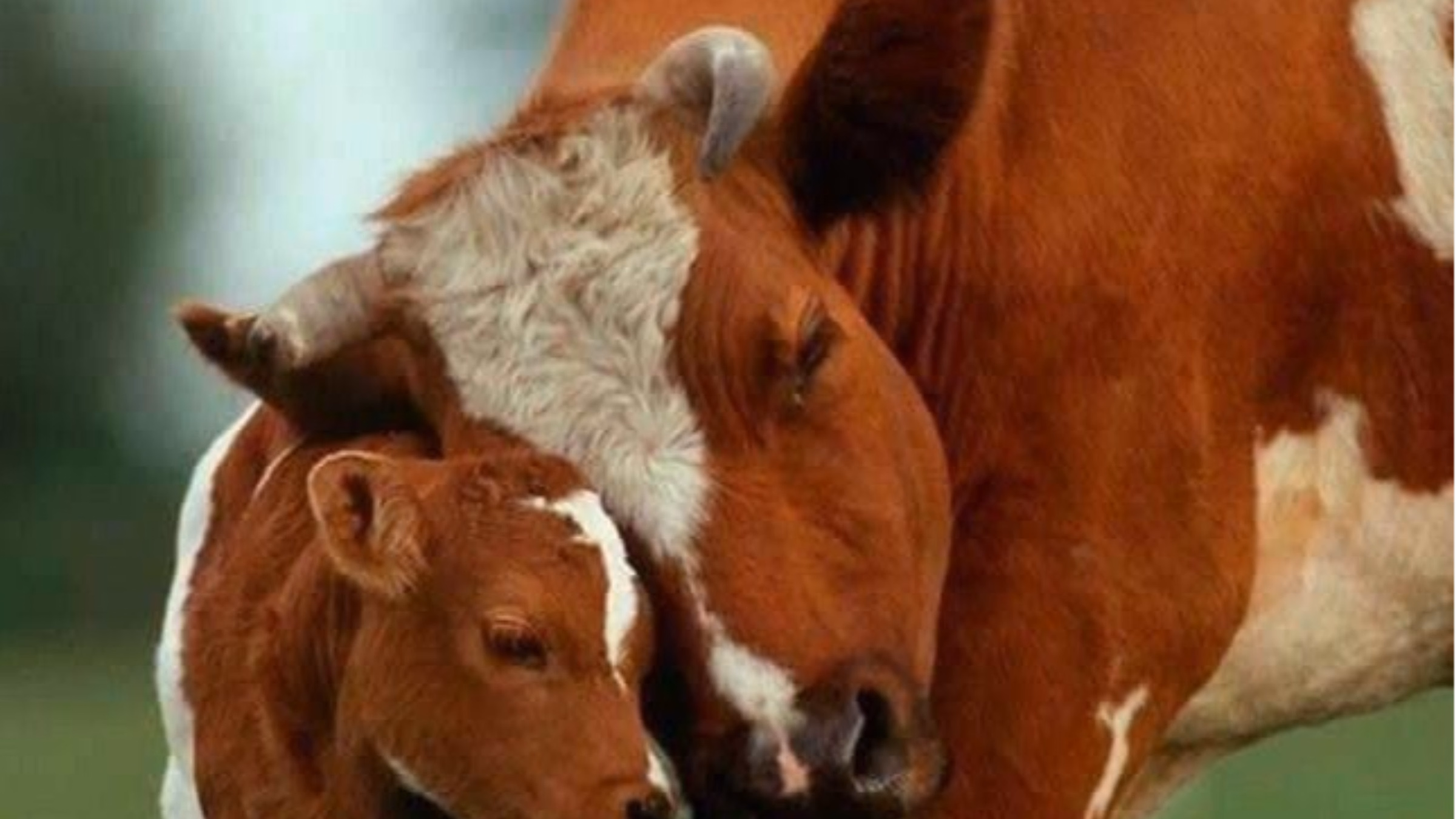 Mothers Day Event to Honor Dairy Cows