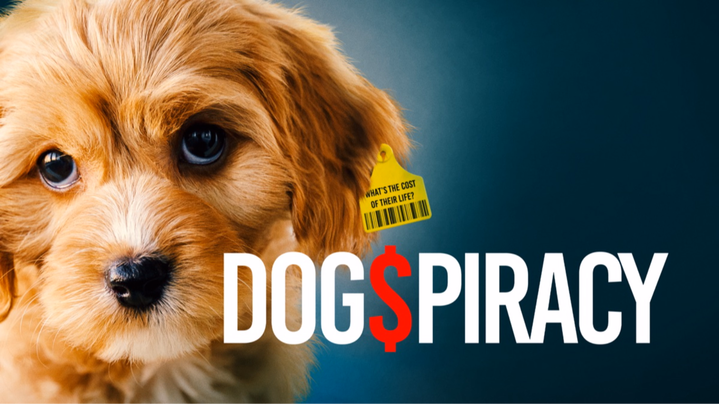 Dog$piracy Screening at the Roxie Theater in San Francisco
