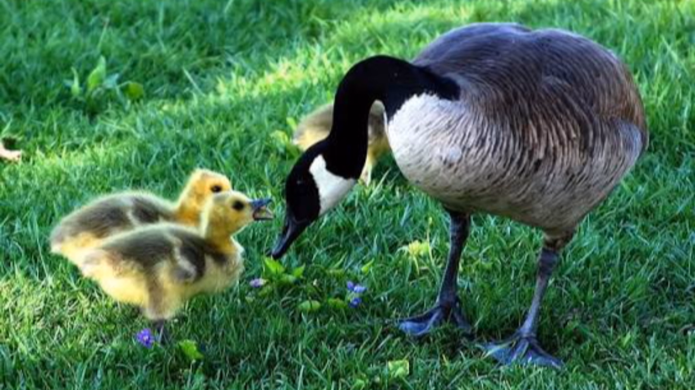 National Goose Protection Coalition