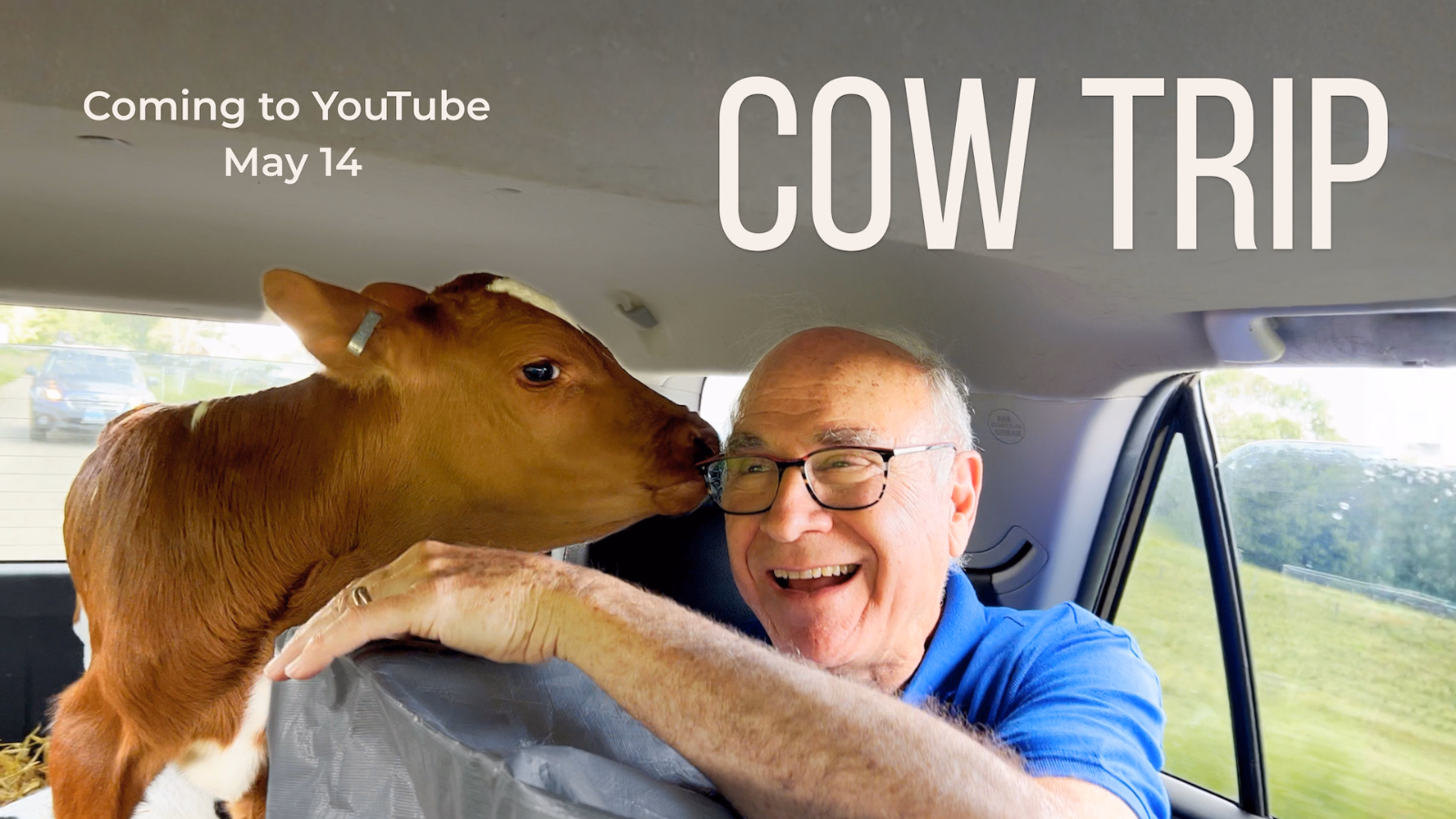 "Cow Trip" Short Documentary Streaming On The Dodo