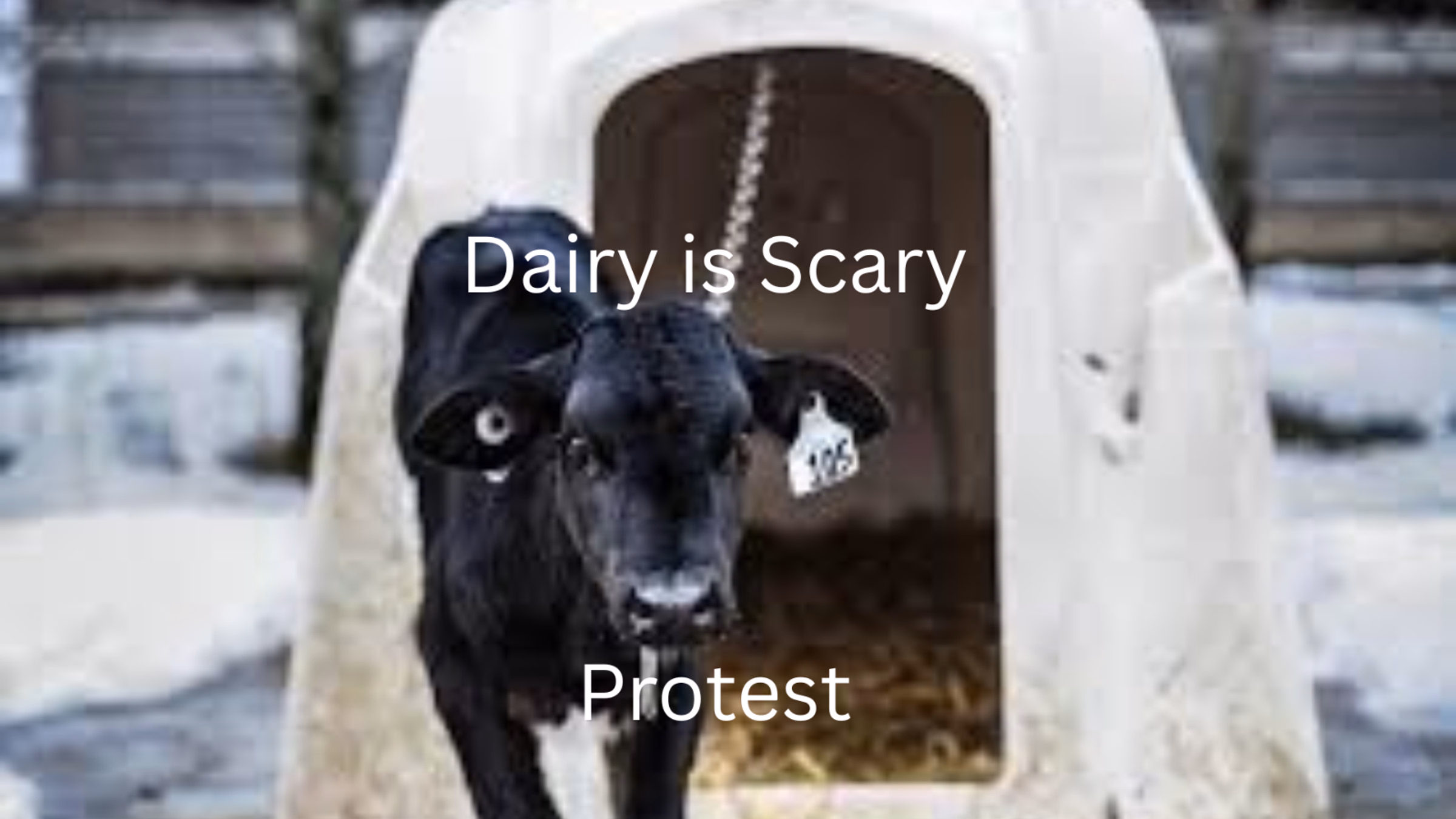 Dairy is Scary Protest