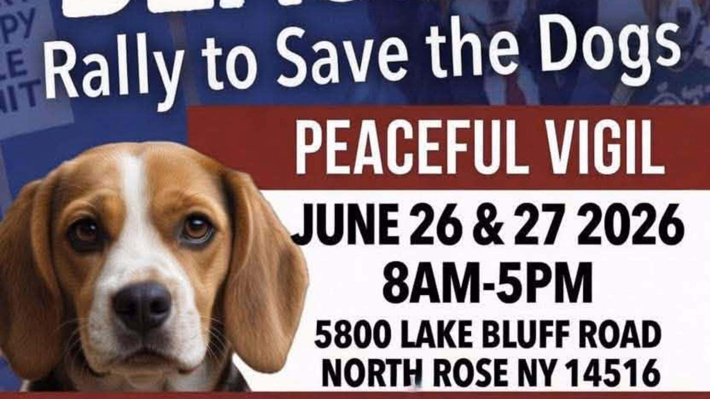Rally to save the dogs