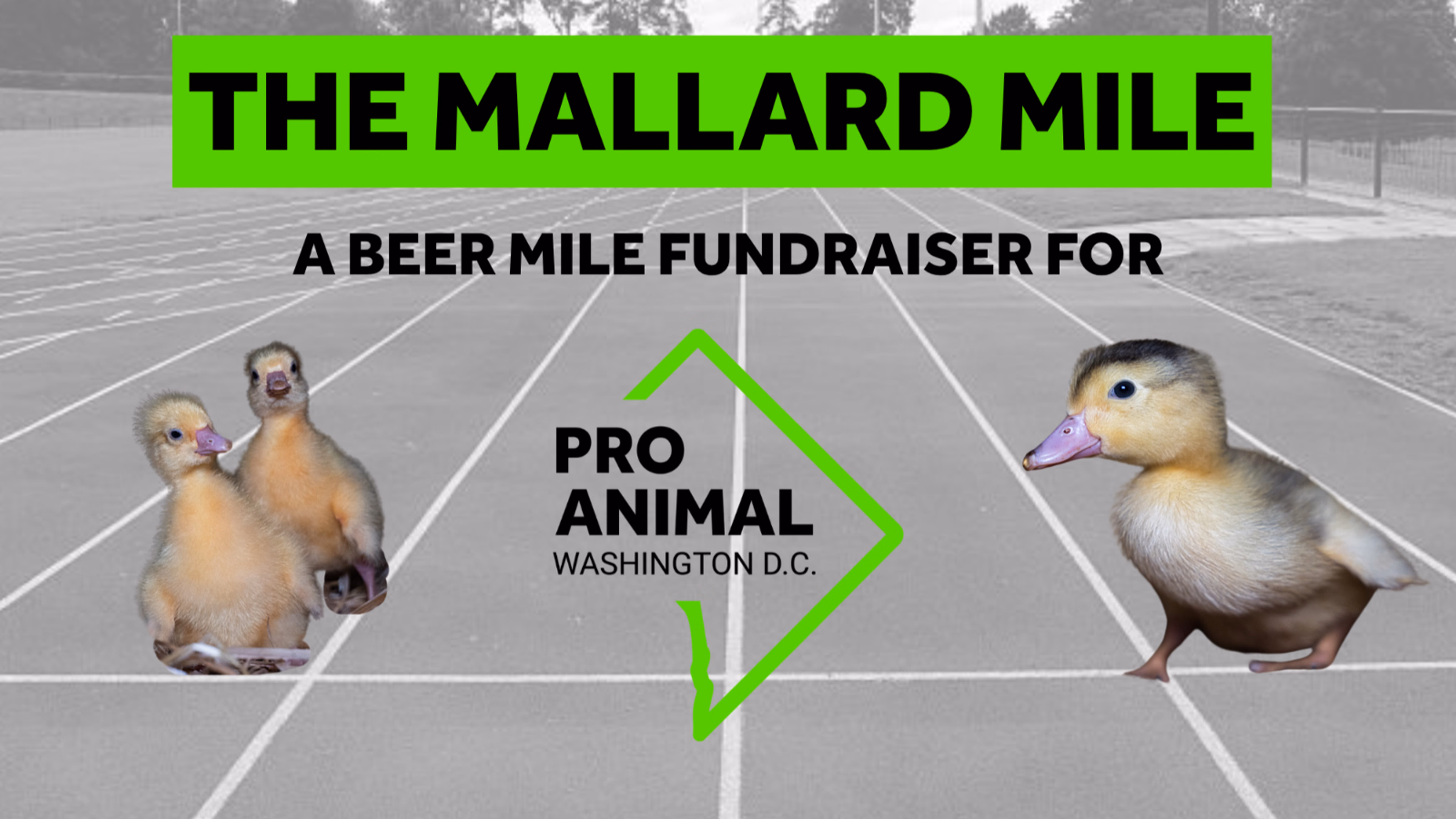 The Mallard Mile