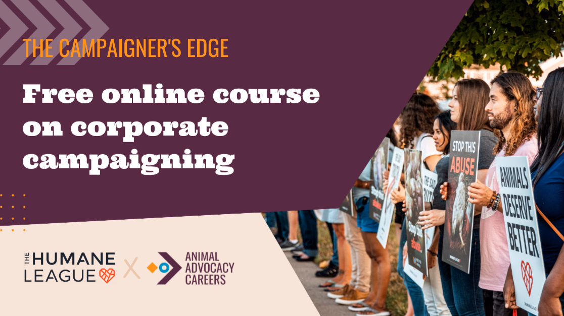 Free 10-week course: corporate campaigning for farmed animals