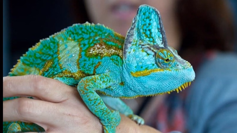 Reptiles Don't Like Cold Arenas! Les reptiles n'aiment pas les arènes froides !