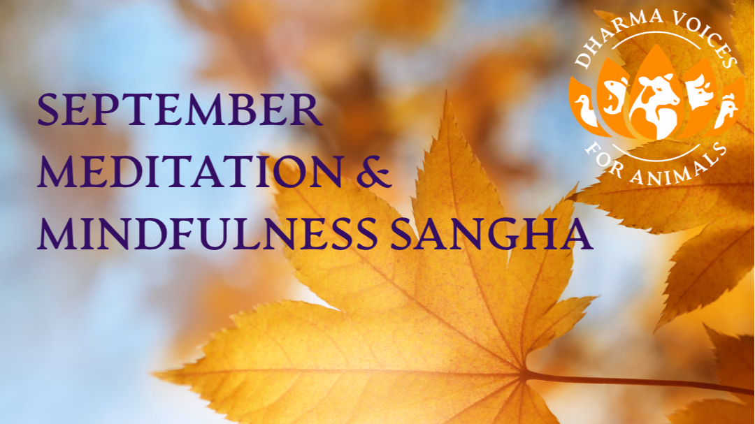 September Meditation and Mindfulness Sangha